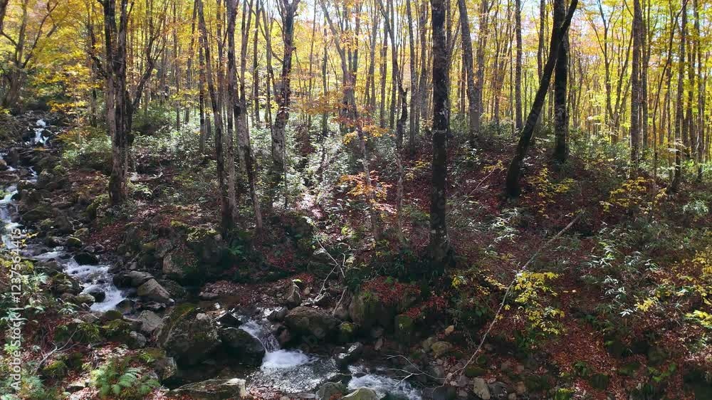 秋のブナ林 美しい森林 こもれび 移動撮影 自然 風景 イメージ 秋のブナ林 美しい森林 こもれび 移動撮影 自然 風景 イメージ