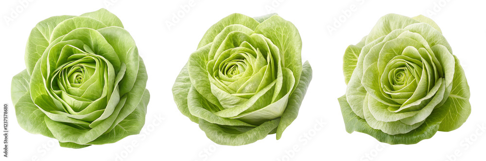 Fototapeta premium Triple Chicory Rose Composition Three Rose-Shaped Chicory Heads Isolated on White Background, Food Photography, Vegetable Art, Chicory, Vegetable, Still Life