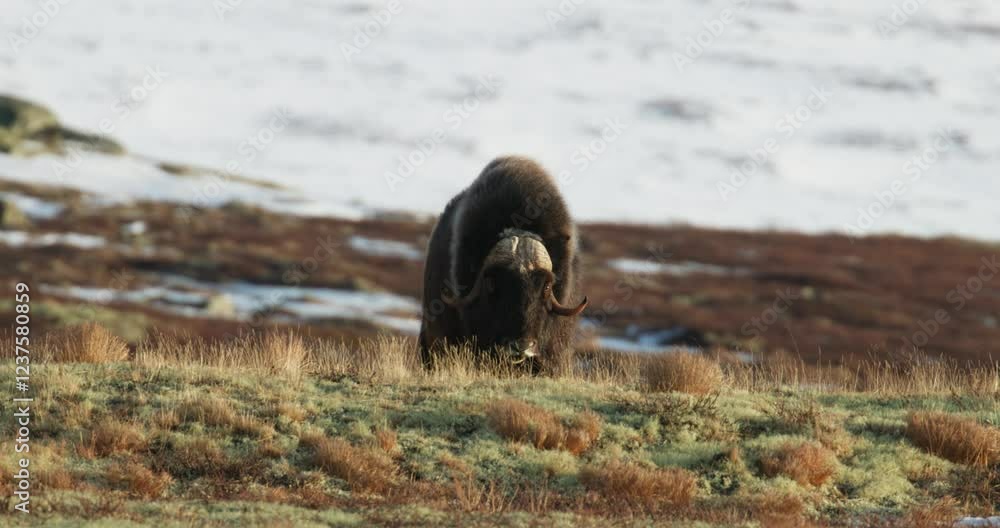 Front of grazing musk oxen bull looking at camera in Dovrefjell sunset Front of grazing musk oxen bull looking at camera in Dovrefjell sunset