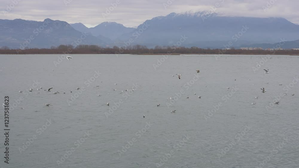 Serene Cold Gray Water Lake, Snowy Mountains in Background, Peaceful Scenic Landscape Serene Cold Gray Water Lake, Snowy Mountains in Background, Peaceful Scenic Landscape