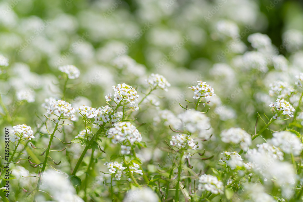 群生する美しい白い花 群生する美しい白い花