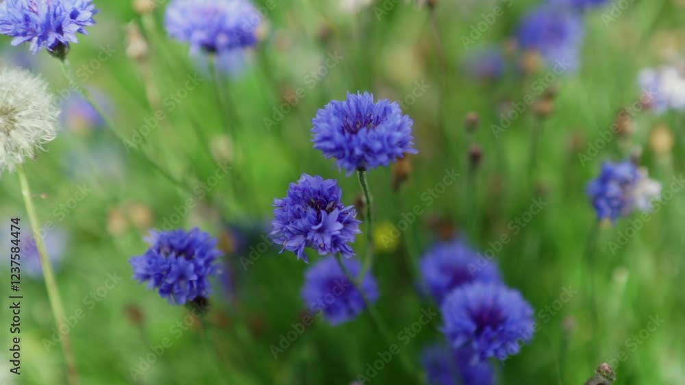 Slo mo shot of Vibrant Wild Blue Cornflowers Wildflowers and a Dandelion Slo mo shot of Vibrant Wild Blue Cornflowers Wildflowers and a Dandelion