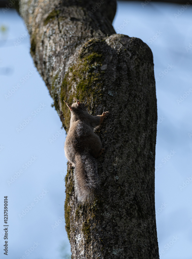 Obraz premium 木に登るニホンリス