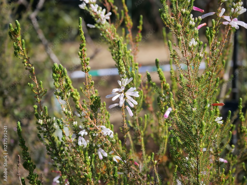 Fototapeta premium 花壇でエリカ・パースピクアが咲いている