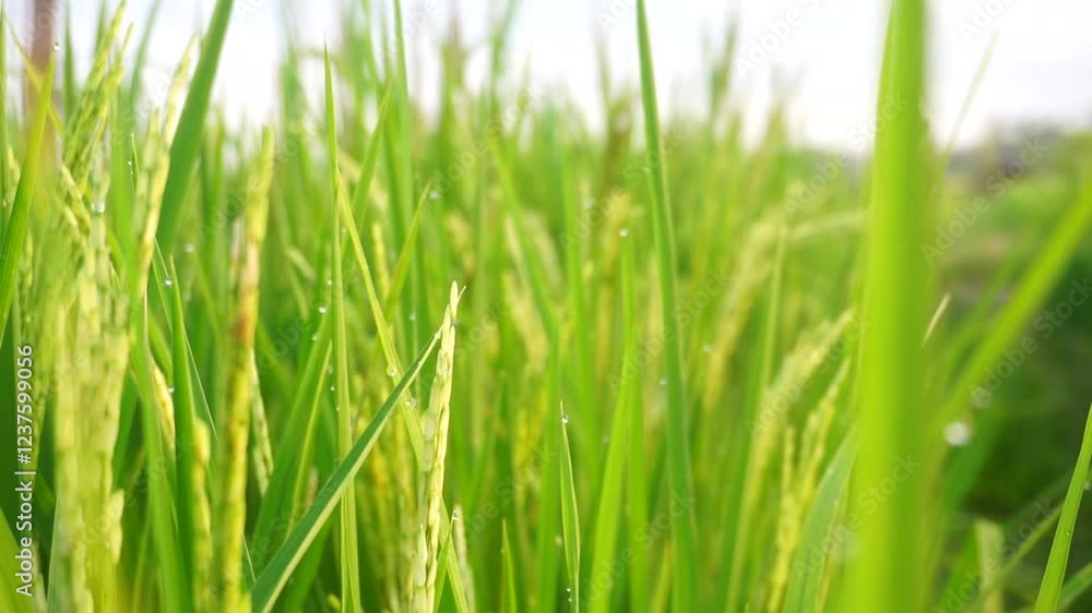 Rice plants with sunrise background. Rice plants with sunrise background.