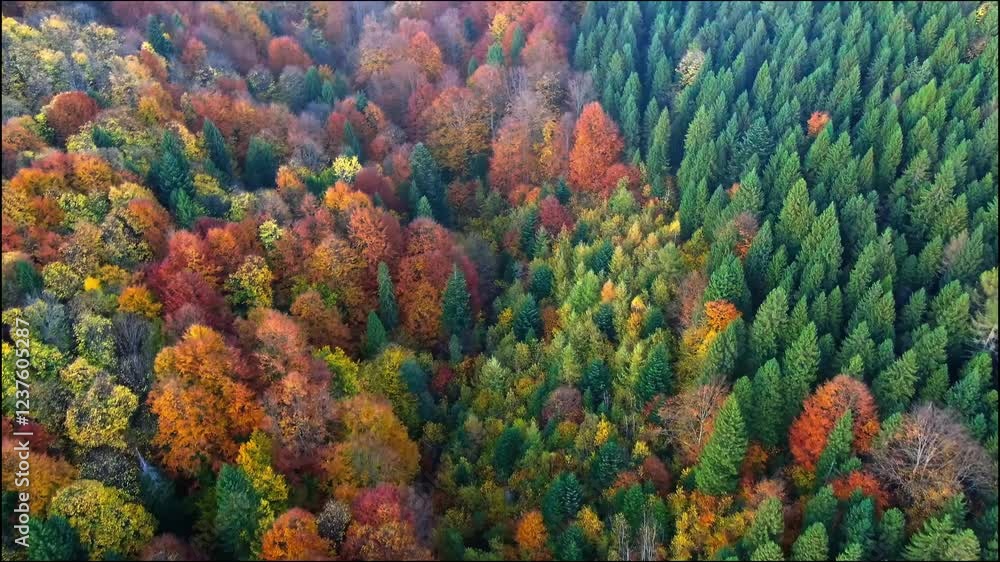 Aerial View of Autumnal Forest: Diverse Canopy of Evergreens and Deciduous Trees Aerial View of Autumnal Forest: Diverse Canopy of Evergreens and Deciduous Trees