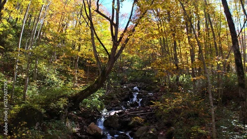 Wallpaper Mural 秋の渓流の流れ　源流　水　森林　日本の風景　移動撮影 Torontodigital.ca