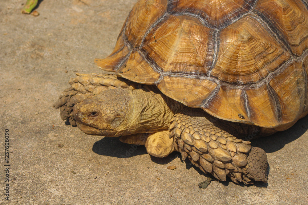 The Sulcata tortoise is a large land tortoise that is kept in captivity in Thailand. The Sulcata tortoise is a large land tortoise that is kept in captivity in Thailand.