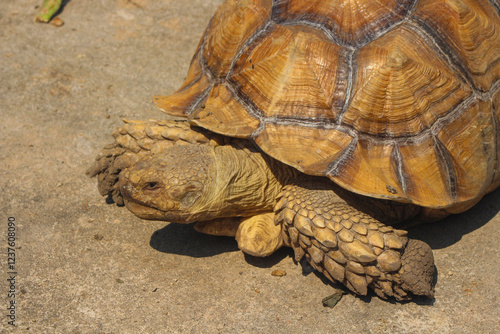 The Sulcata tortoise is a large land tortoise that is kept in captivity in Thailand. photo