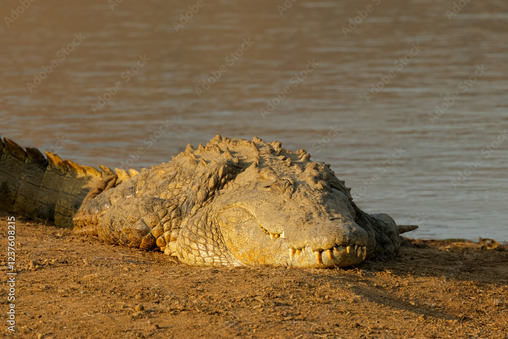 Obraz premium A large Nile crocodile (Crocodylus niloticus) basking in natural habitat, South Africa.