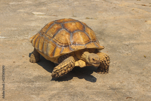 The Sulcata tortoise is a large land tortoise that is kept in captivity in Thailand.