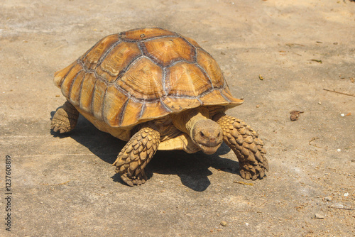 The Sulcata tortoise is a large land tortoise that is kept in captivity in Thailand.