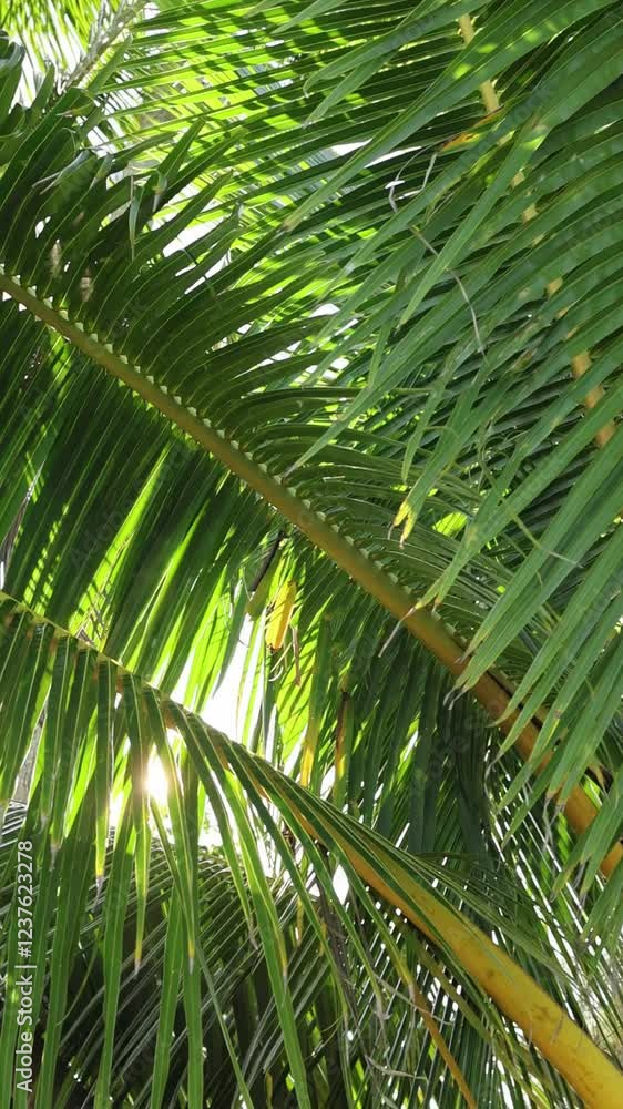 Close-up of lush green palm leaves illuminated by sunlight. Tropical foliage creates serene and exotic atmosphere. Relaxing vacation mood in natural paradise. Background for travel and adventure theme Close-up of lush green palm leaves illuminated by sunlight. Tropical foliage creates serene and exotic atmosphere. Relaxing vacation mood in natural paradise. Background for travel and adventure theme