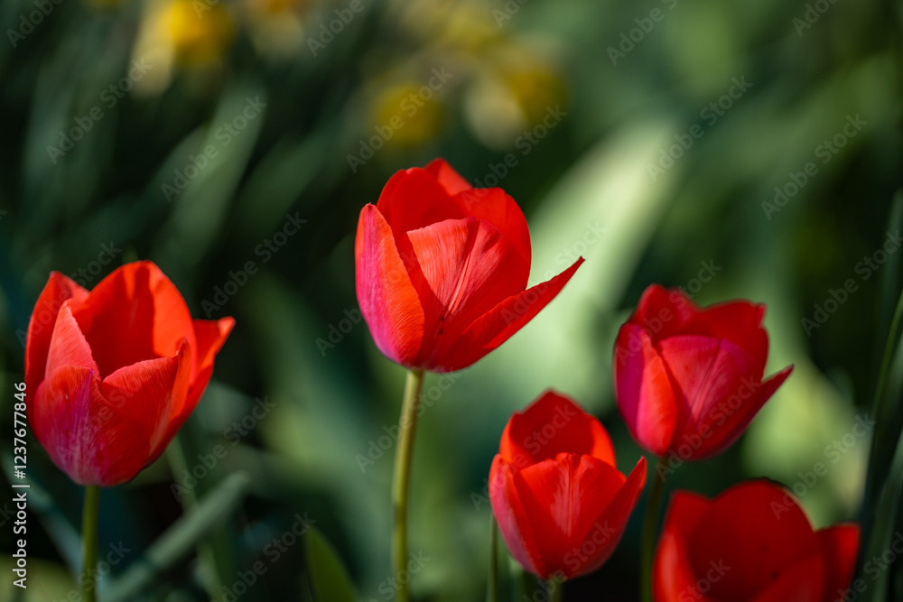 Bunch of red tulips. Close up spring flowers. Amazing red pink tulips blooming in garden. Tulip flower plants landscape. Spring blossom background. Spring blossom red and green background. Bunch of red tulips. Close up spring flowers. Amazing red pink tulips blooming in garden. Tulip flower plants landscape. Spring blossom background. Spring blossom red and green background.