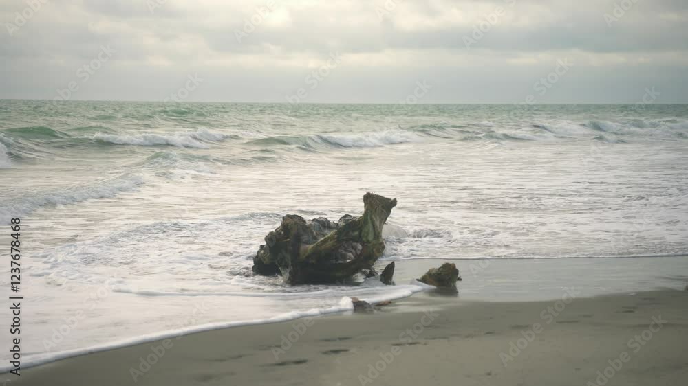 Panoramic view of sea waves crushing a tree trunk, alone in the sea Panoramic view of sea waves crushing a tree trunk, alone in the sea