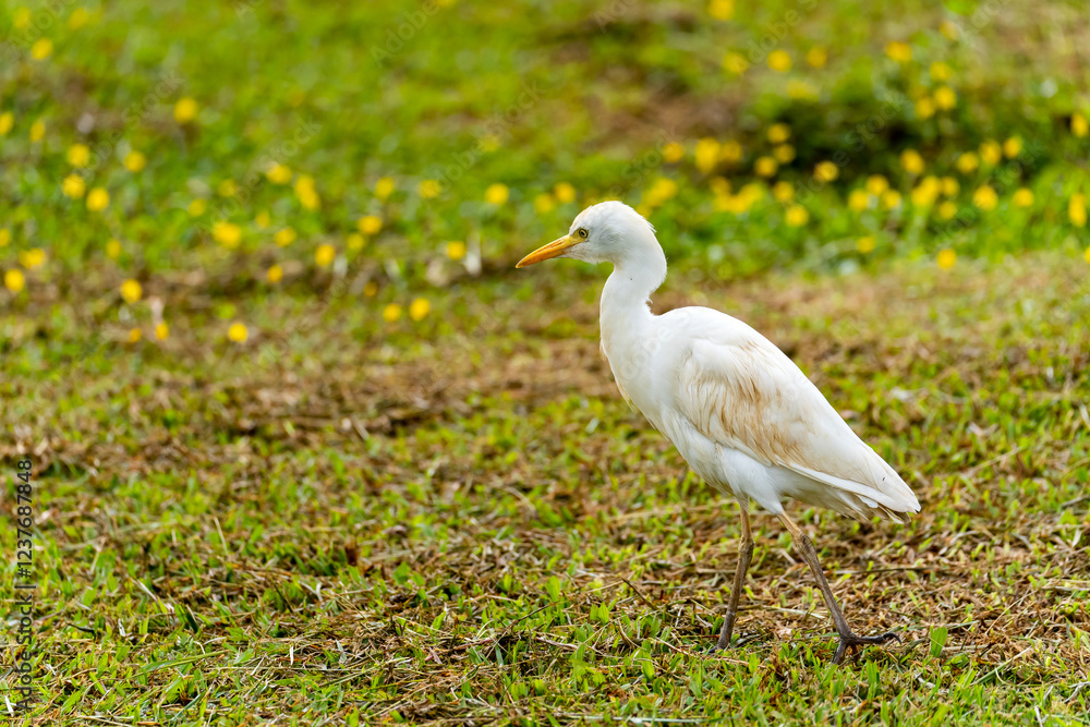 Close-up of Western Cattle Egret (Bubulcus ibis) Close-up of Western Cattle Egret (Bubulcus ibis)