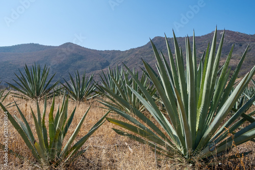 Canvas Print Rows of espadin smallsword, (Agave angustifolia), the predominant agave in Oaxaca, Mexico, used for making mezcal