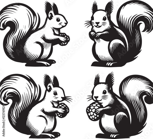 Squirrel vector in black and white