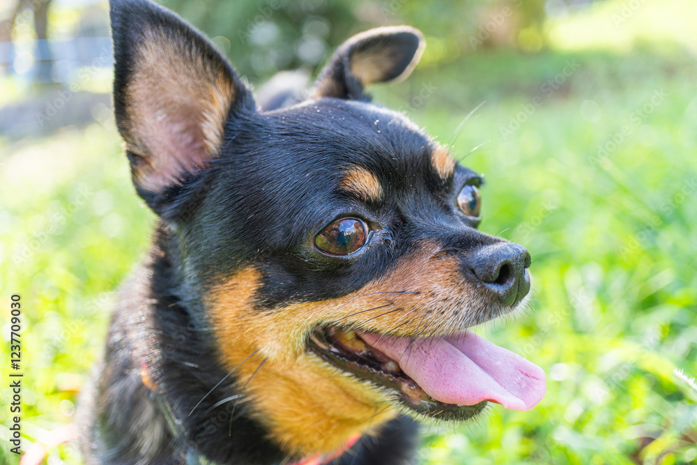 散歩する犬 散歩する犬