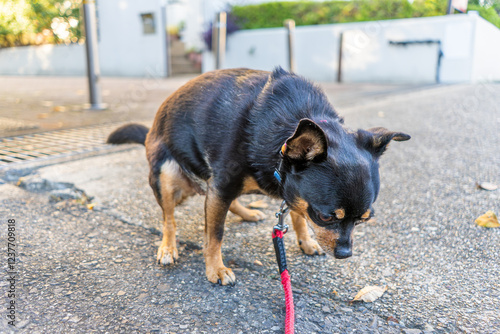 Tableau sur toile 踏ん張る犬