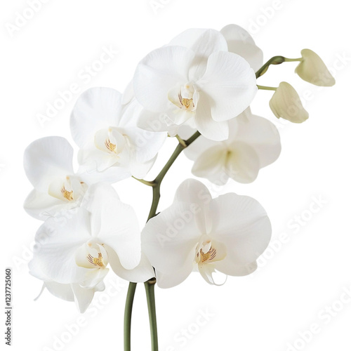 A cluster of elegant white orchids with soft petals and delicate features.