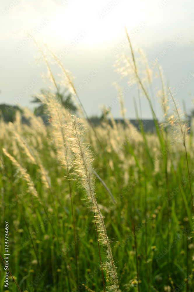 A view of yellow weeds with green leaves being blown by the wind. A view of yellow weeds with green leaves being blown by the wind.