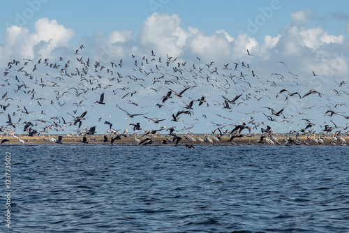 Pelicans and other seabirds, Pass a l'Outre, Plaquemines Parish, Louisiana, USA  photo