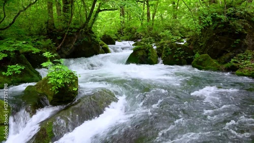 初夏の奥入瀬渓流・流れ（青森県・十和田市）
