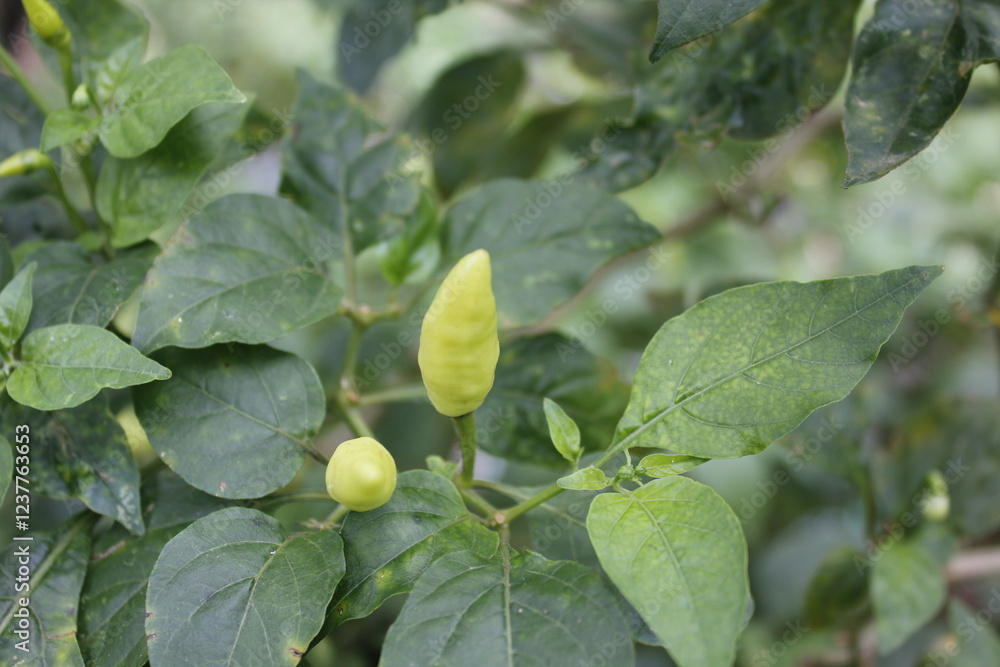 Obraz premium Cayenne pepper has a very spicy taste