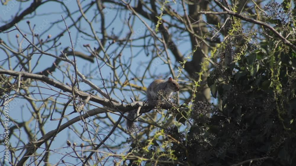 Grey Squirrel Sitting On Tree Branch Looking Around Slow Motion Daytime Sunny Windy Borehamwood Hertfordshire UK Grey Squirrel Sitting On Tree Branch Looking Around Slow Motion Daytime Sunny Windy Borehamwood Hertfordshire UK