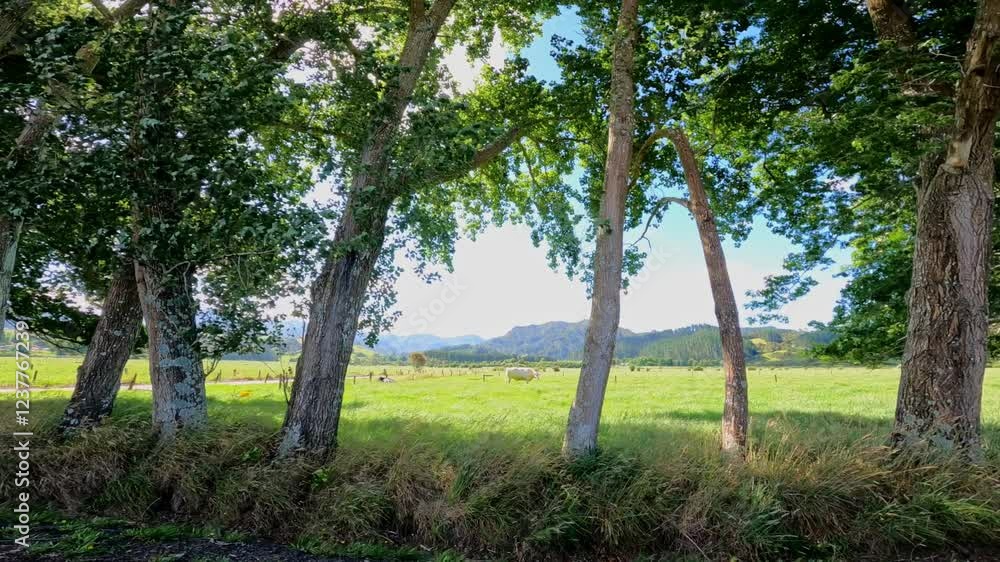 Sun Shining Through The Trees Along The Countryside Road. - POV from car Sun Shining Through The Trees Along The Countryside Road. - POV from car