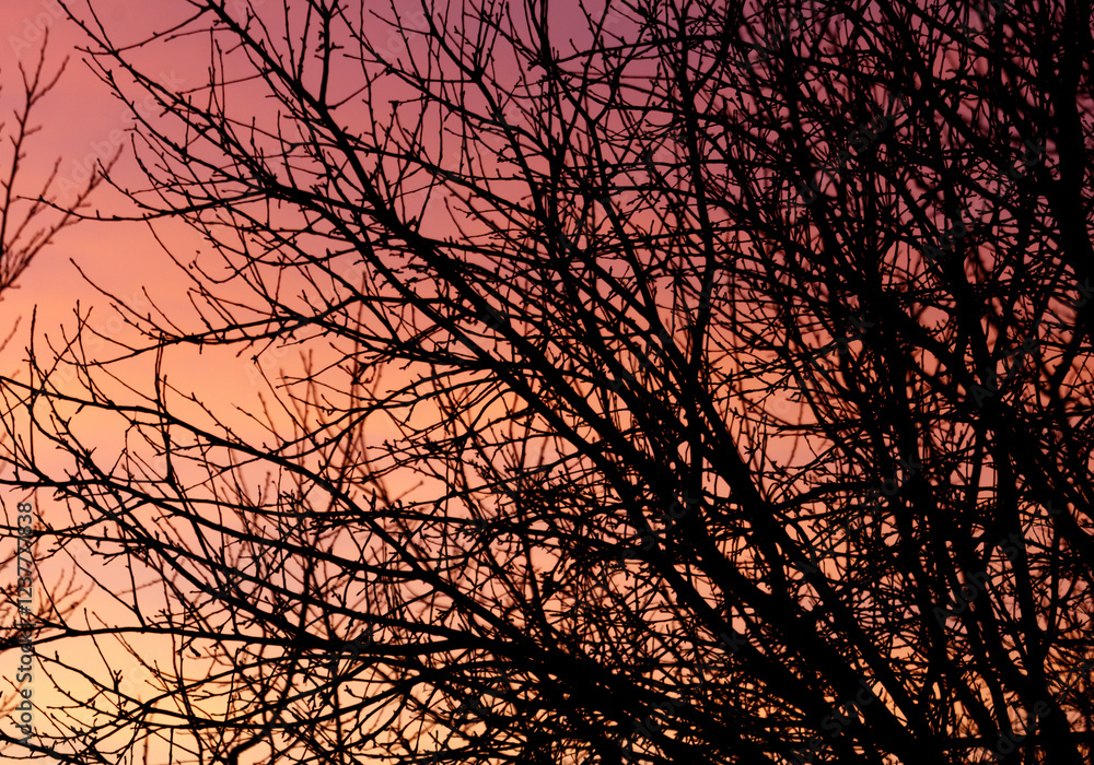 A tree with branches that are silhouetted against a pink and orange sky A tree with branches that are silhouetted against a pink and orange sky