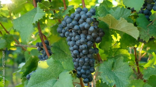 Wallpaper Mural Closeup Video of Red Grapes in Italy: Macro View with Sun Glare, Blurry Background, and Leaf Details in Slow Motion Torontodigital.ca