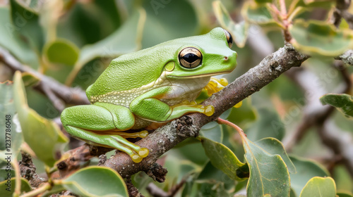 Flying frog sitting on body, beautiful tree frog on branch, rachophorus reinwardtii, Javan tree frog, Indonesian tree frog photo