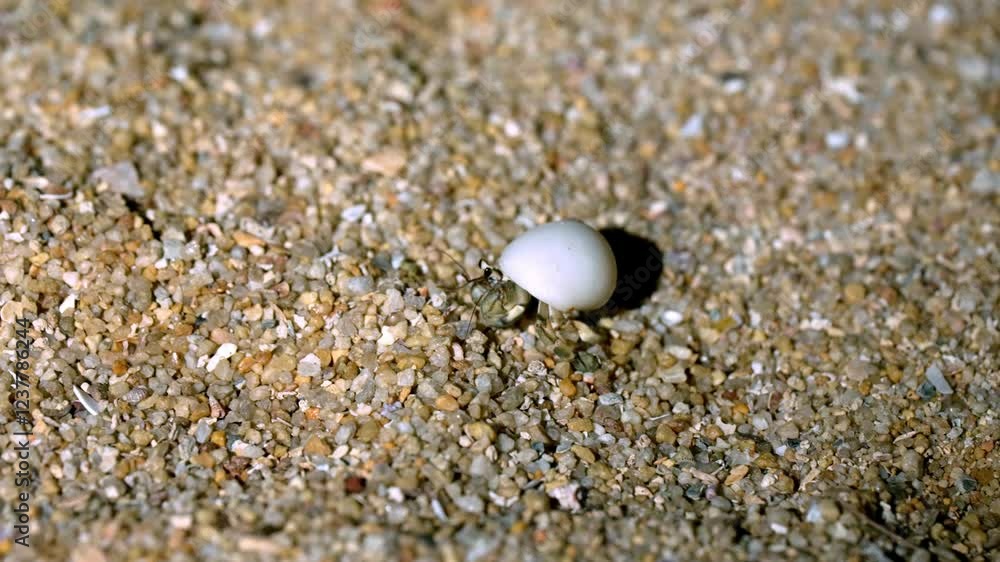 A small hermit crab moves across the warm sand of a sunny beach, showcasing its shell and searching for food among the grains. The vibrant environment highlights its natural habitat. A small hermit crab moves across the warm sand of a sunny beach, showcasing its shell and searching for food among the grains. The vibrant environment highlights its natural habitat.