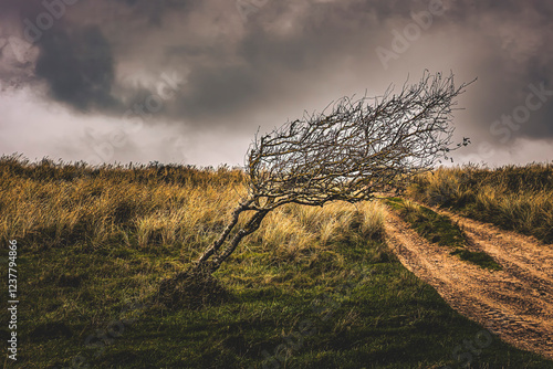 Tableau sur toile a tree in Denmark