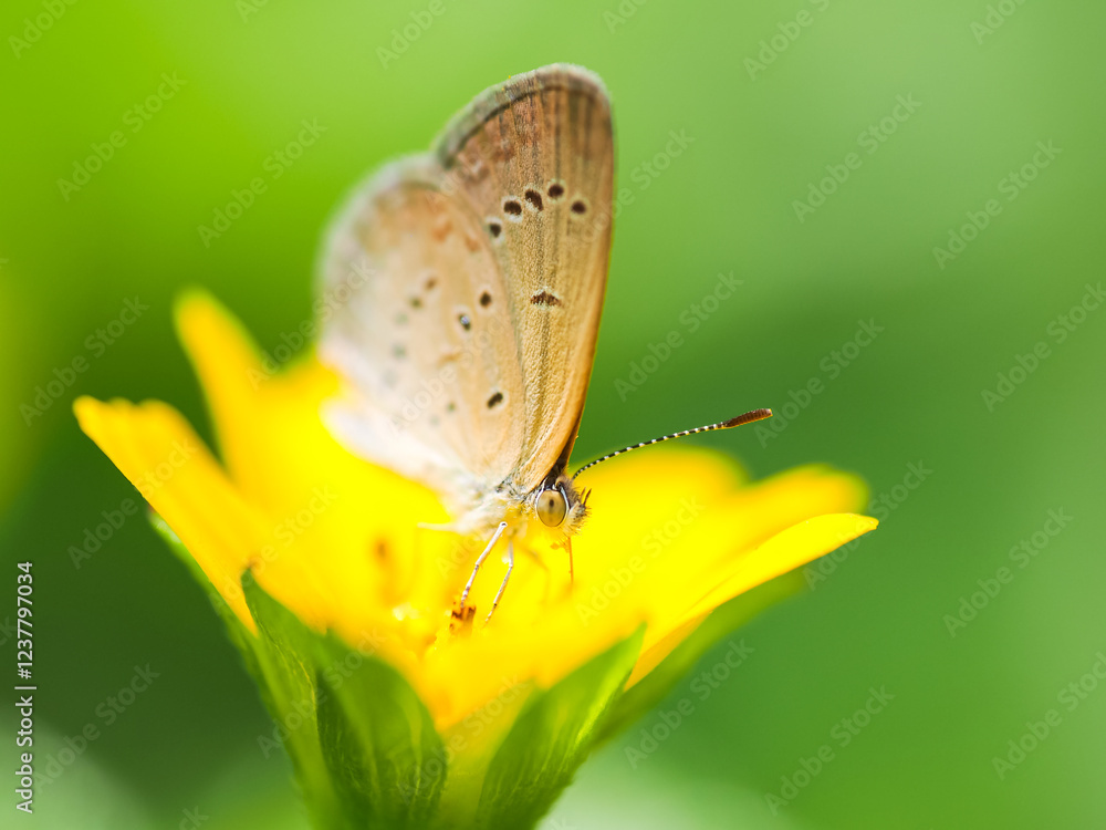A butterfly rests gracefully on a bright yellow flower, set against a soft green background, highlighting its delicate details. A butterfly rests gracefully on a bright yellow flower, set against a soft green background, highlighting its delicate details.