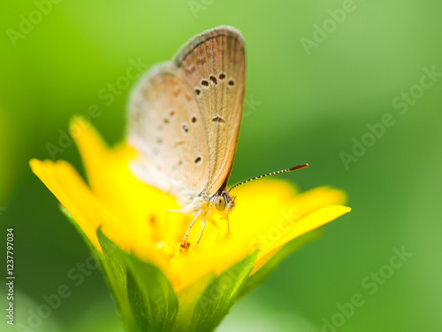 Wallpaper Mural A butterfly rests gracefully on a bright yellow flower, set against a soft green background, highlighting its delicate details. Torontodigital.ca
