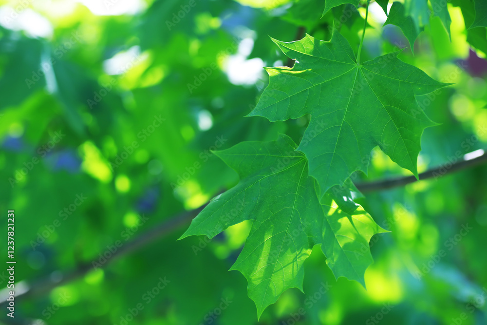 Spring nature background. Greenery of trees and grasses on a sunny spring morning. Forest landscape. Spring nature background. Greenery of trees and grasses on a sunny spring morning. Forest landscape.