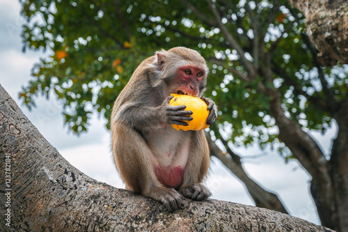 Photography wild monkey eats mango sitting on a tree in forest in nature