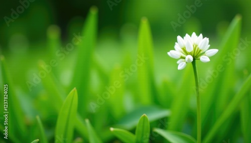 Delicate white toothwort blooms amidst tall green blades, green, botanical photo