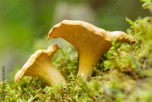 Chanterelle mushrooms in forest on green background. Edible mushrooms