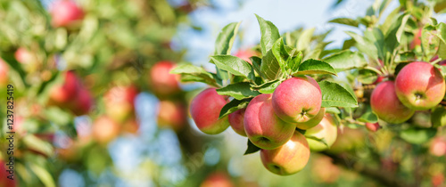 Foto branch of ripe red apples hanging on tree in orchard garden