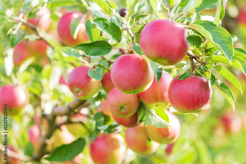 Ripe red apples hanging on tree in orchard garden Ripe red apples hanging on tree in orchard garden