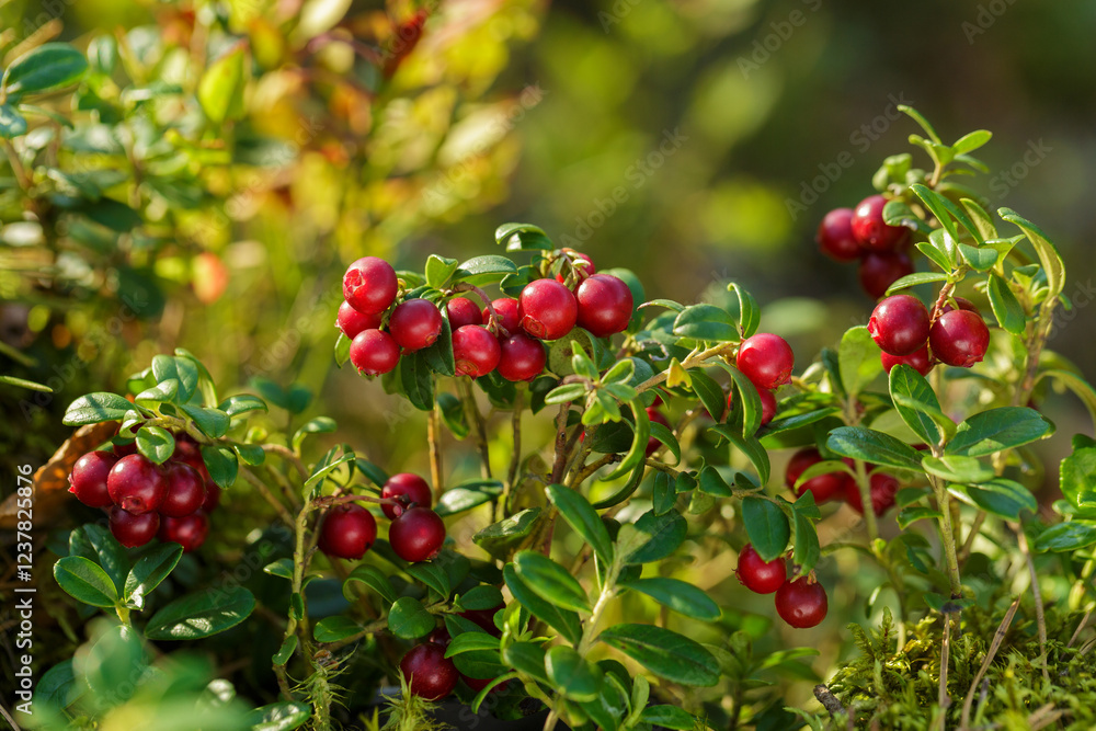 bush of wild ripe cowberry in a forest bush of wild ripe cowberry in a forest