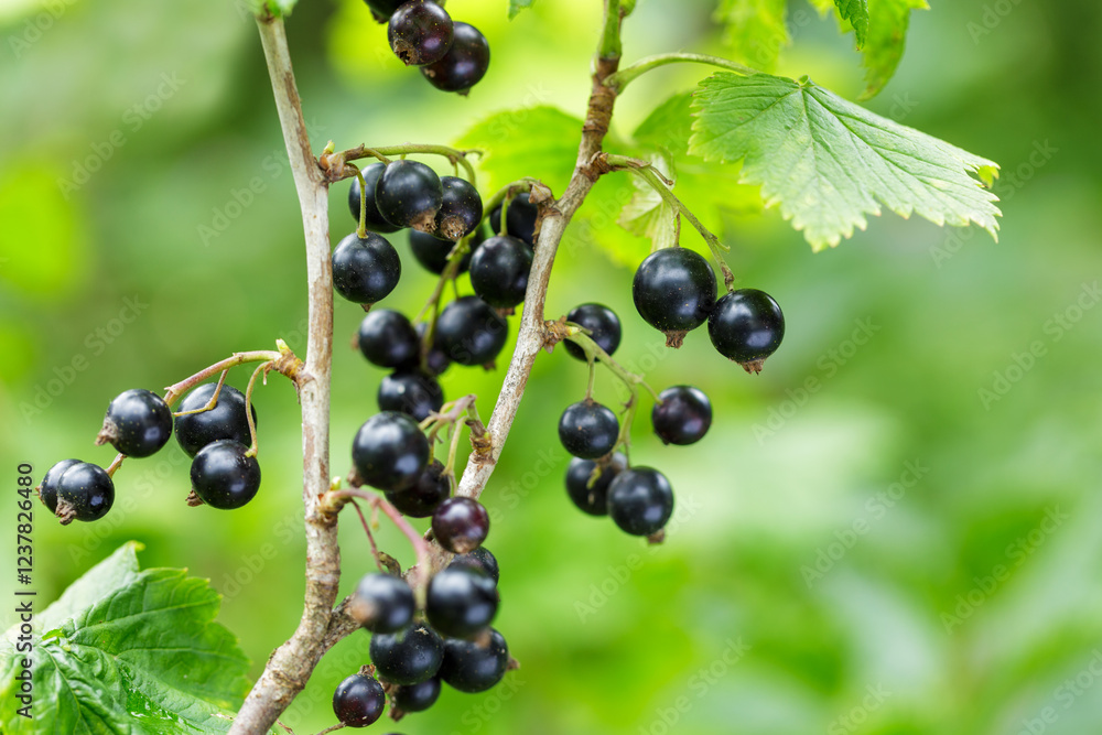 ripe black currant hanging on bush in garden ripe black currant hanging on bush in garden