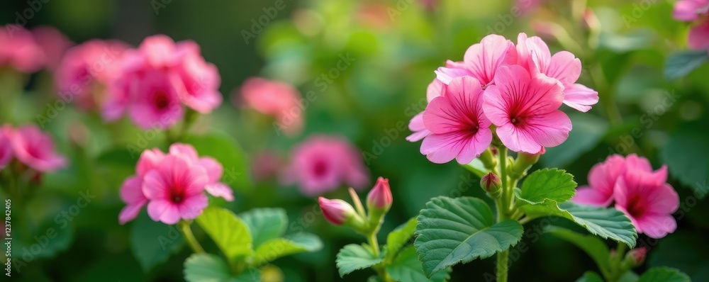 Obraz premium Blooming geranium flowers dance amidst green foliage, pink, plants, flowers