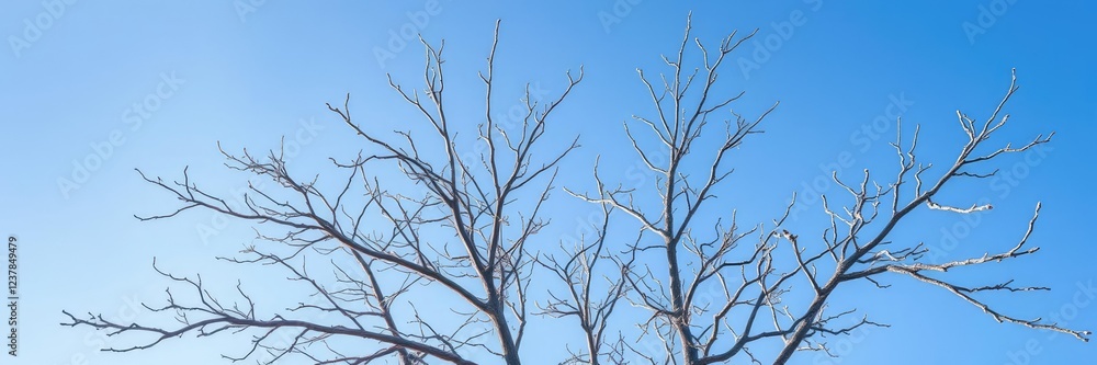 Obraz premium The stark branches of a bare tree stretch towards the bright blue sky on a frosty winter morning, cold weather, frozen leaves, blue sky