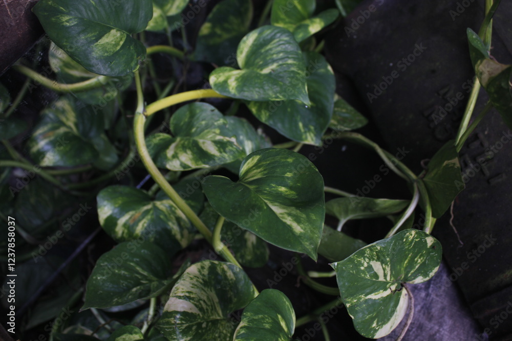Sirih Gading or Epipremnum aureum can be used as home decoration Sirih Gading or Epipremnum aureum can be used as home decoration