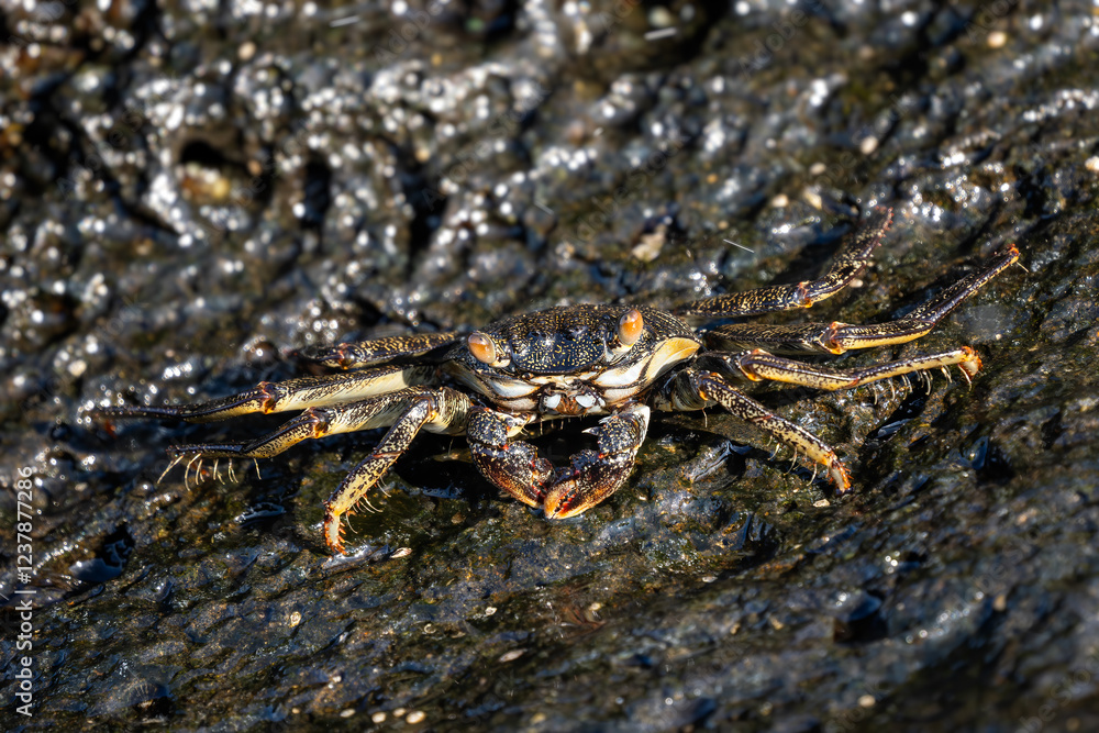 Natal Lightfoot Crab - Grapsus tenuicrustatus, common beautiful crab from Indo-Pacific shores and beaches, Mauritius island. Natal Lightfoot Crab - Grapsus tenuicrustatus, common beautiful crab from Indo-Pacific shores and beaches, Mauritius island.